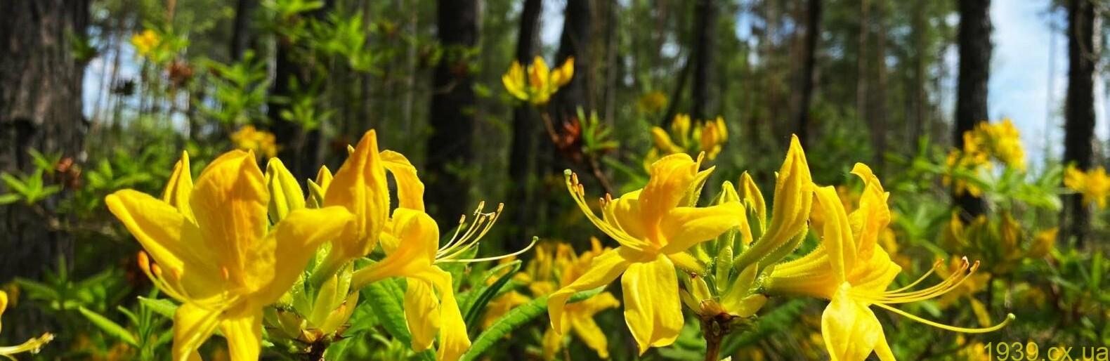 На Звягельщині масово квітне рододендрон жовтий, який є лиш у кількох місцевостях на планеті